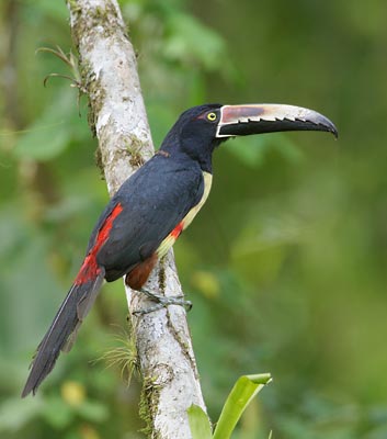 Collared Aracari (Pteroglossus torquatus) photo image