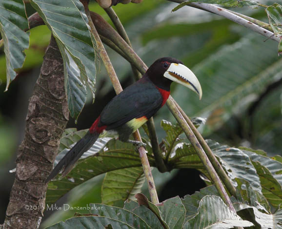 Ivory-billed Aracari (Pteroglossus azara) photo image