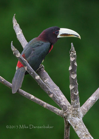 Ivory-billed Aracari (Pteroglossus azara) photo image