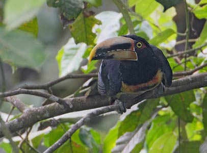Pale-mandibled Aracari (Pteroglossus erythropygius) photo image