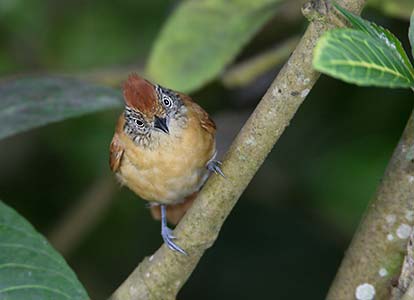 Barred Antshrike (Thamnophilus doliatus) photo image