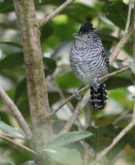 Barred Antshrike (Thamnophilus doliatus) photo image
