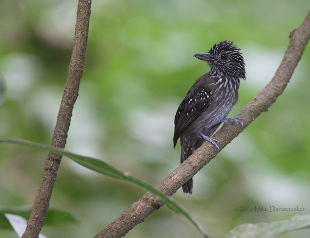 Black-hooded Antshrike (Thamnophilus bridgesi) photo
