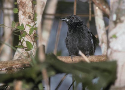 Cocha Antshrike (Thamnophilus praecox) photo image