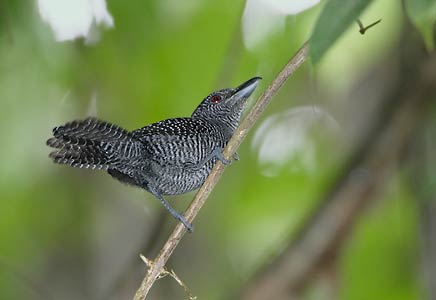 Fasciated Antshrike (Cymbilaimus lineatus) photo image