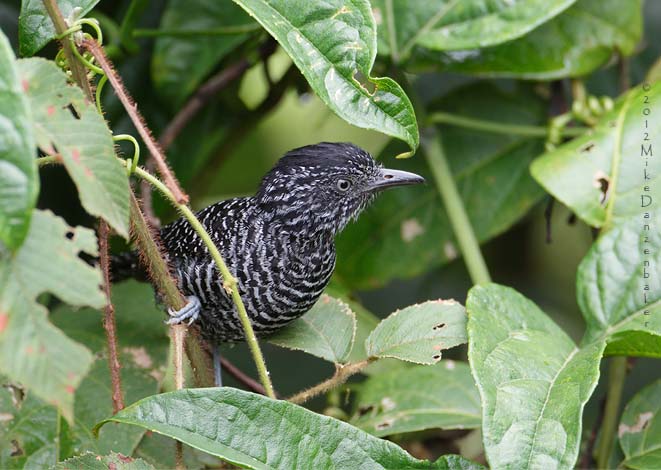 Lined Antshrike (Thamnophilus tenuepunctatus) photo image