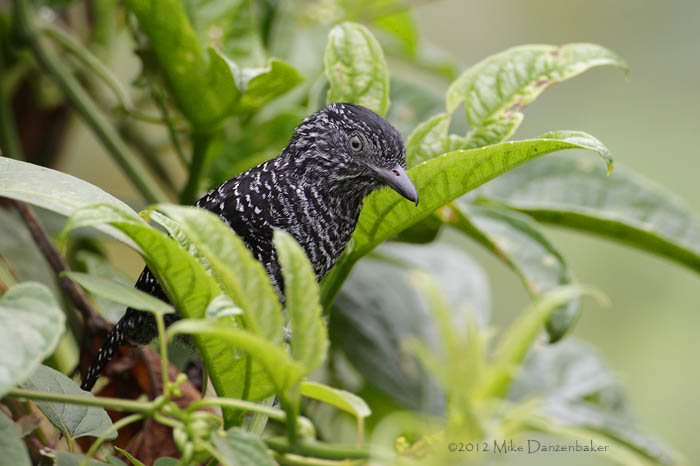 Lined Antshrike (Thamnophilus tenuepunctatus) photo image