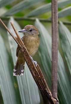 Western Slaty Antshrike (Thamnophilus atrinucha) photo image