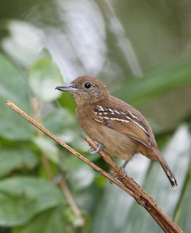 Western Slaty Antshrike (Thamnophilus atrinucha) photo image