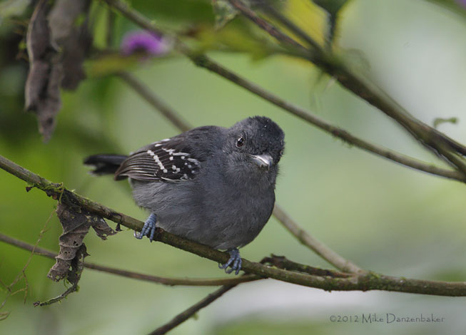 Western Slaty Antshrike (Thamnophilus atrinucha) photo