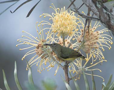 Common Sunbird-Asity (Neodrepanis coruscans) photo