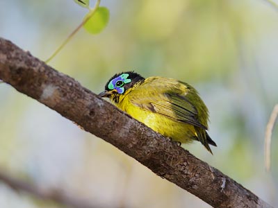 Schlegel's Asity (Philepitta schlegeli) photo image
