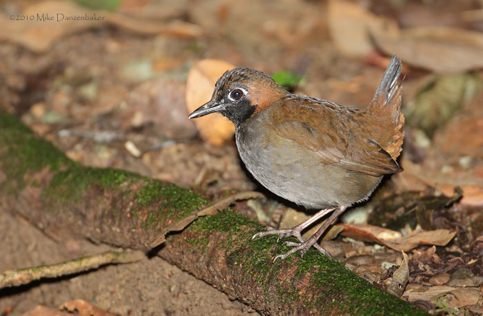 Black-faced Antthrush (Formicarius analis) photo