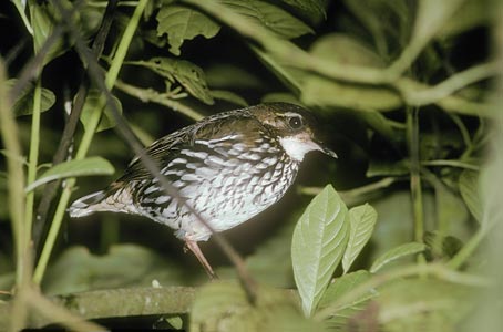 Striated Antthrush (Chamaeza nobilis) photo image