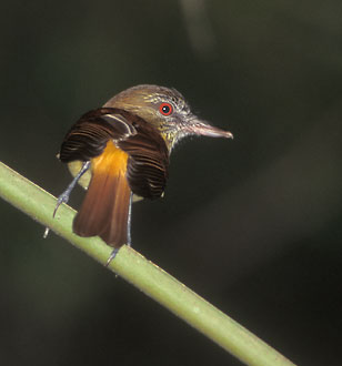 Bright-rumped Attila (Attila spadiceus) photo image