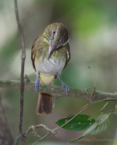 Bright-rumped Attila (Attila spadiceus) photo image