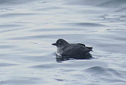 Cassin's Auklet (Ptychoramphus aleuticus) photo image