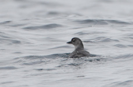 Cassin's Auklet (Ptychoramphus aleuticus) photo image