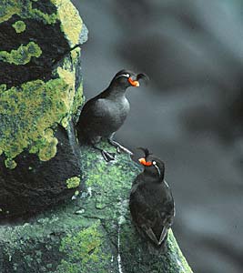 Crested Auklet (Aethia cristatella) photo image