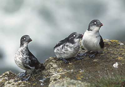 Least Auklet (Aethia pusilla) photo image