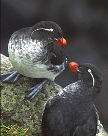 Parakeet Auklet (Aethia psittacula) photo image