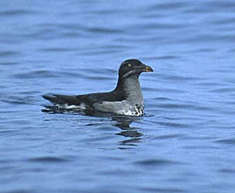 Rhinoceros Auklet (Cerorhinca monocerata) photo image