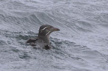 Rhinoceros Auklet (Cerorhinca monocerata) photo image