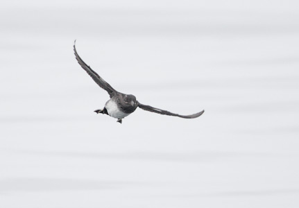 Rhinoceros Auklet (Cerorhinca monocerata) photo image