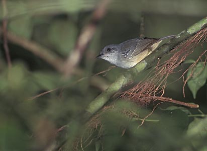 Plain Antvireo (Dysithamnus mentalis) photo image