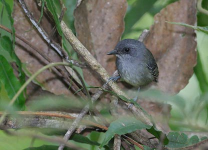Plain Antvireo (Dysithamnus mantalis) photo