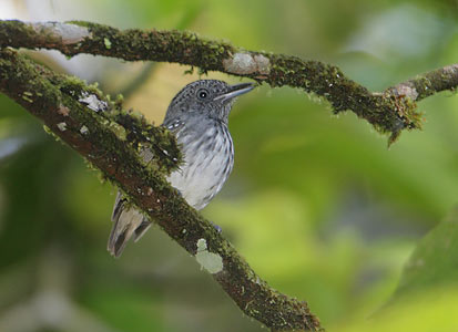 Streak-crowned Antvireo (Dysithamnus striaticeps) photo