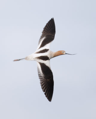 American Avocet (Recurvirostra americana) photo image