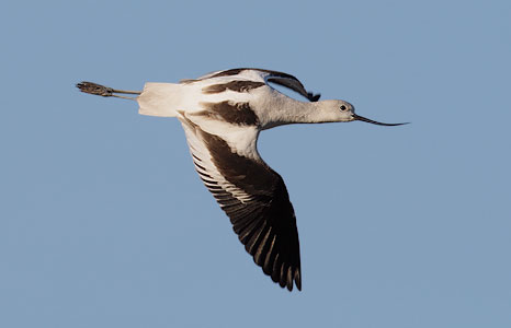 American Avocet (Recurvirostra americana) photo image