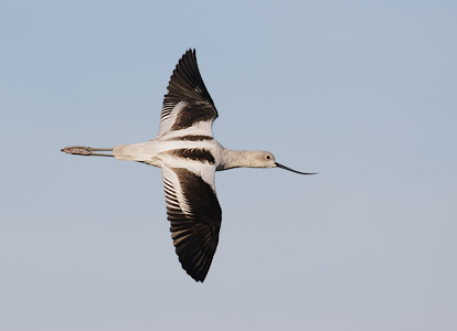 American Avocet (Recurvirostra americana) photo image