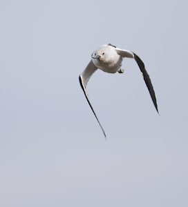 American Avocet (Recurvirostra americana) photo image