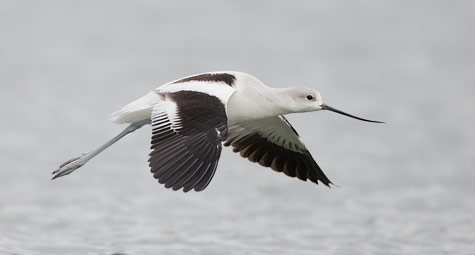 American Avocet (Recurvirostra americana) photo image