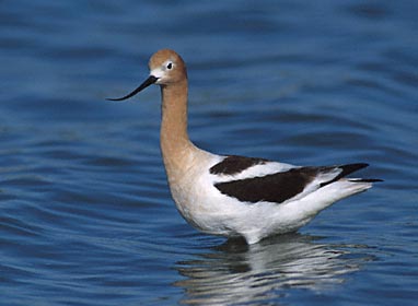 American Avocet (Recurvirostra americana) photo image