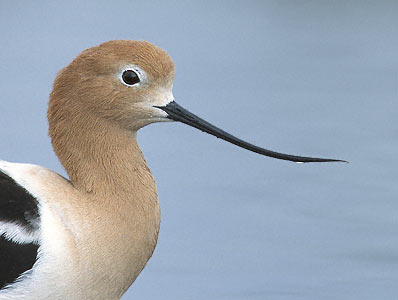American Avocet (Recurvirostra americana) photo image