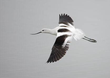 American Avocet (Recurvirostra americana) photo image