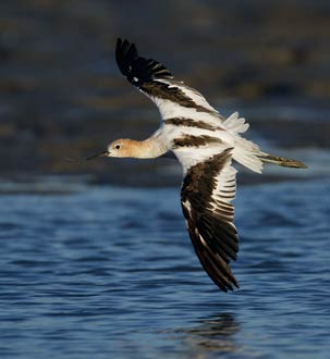 American Avocet (Recurvirostra americana) photo image