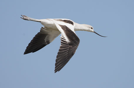 American Avocet (Recurvirostra americana) photo image