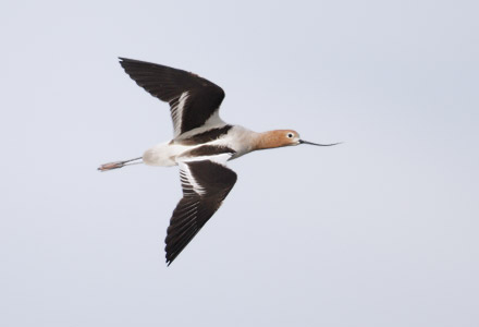 American Avocet (Recurvirostra americana) photo image