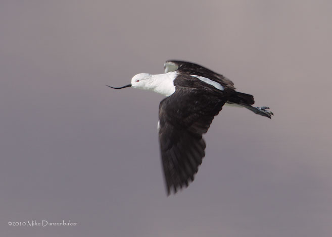 Andean Avocet (Recurvirostra andina) photo