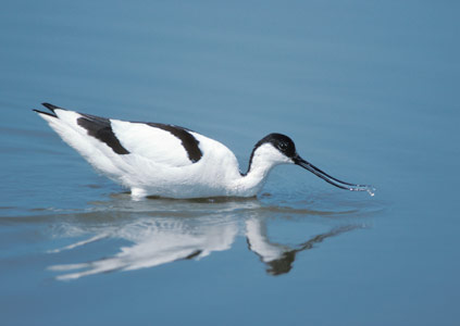 Pied Avocet (Recurvirostra avosetta) photo image