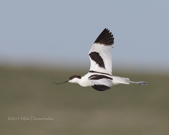 Pied Avocet (Recurvirostra avosetta) photo image