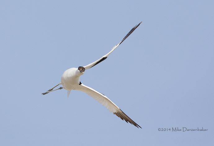 Pied Avocet (Recurvirostra avosetta) photo image