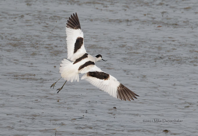 Pied Avocet (Recurvirostra avosetta) photo image