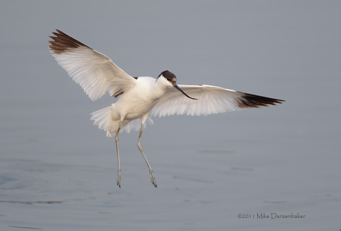 Pied Avocet (Recurvirostra avosetta) photo image