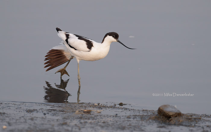 Pied Avocet (Recurvirostra avosetta) photo image
