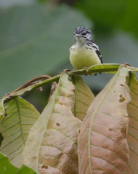 Moustached Antwren (Myrmotherula ignota) photo image